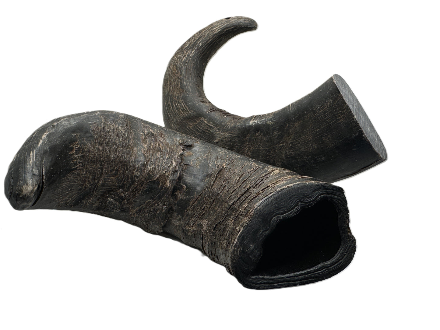 Water Buffalo Large Hornz Dog Chew