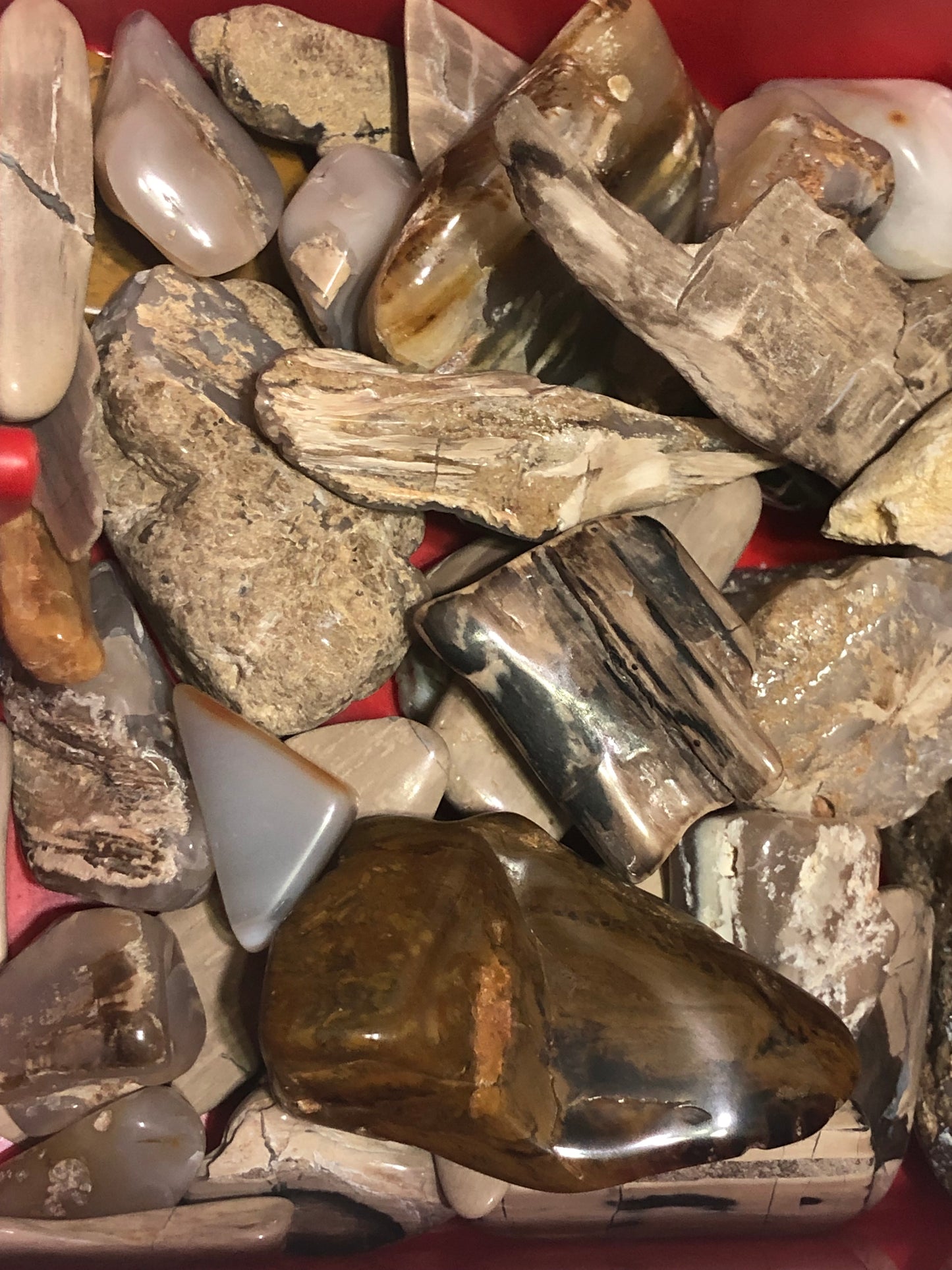 Petrified Wood Polished Pieces - 1LB